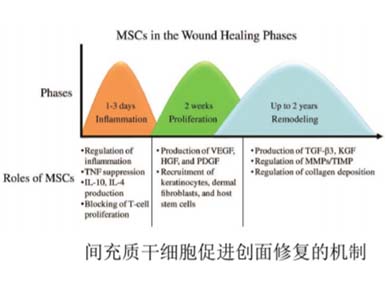 間充質干細胞——撫平你的“創”傷