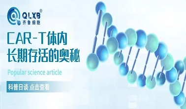 科普日談丨CAR-T體內長期存活的奧秘