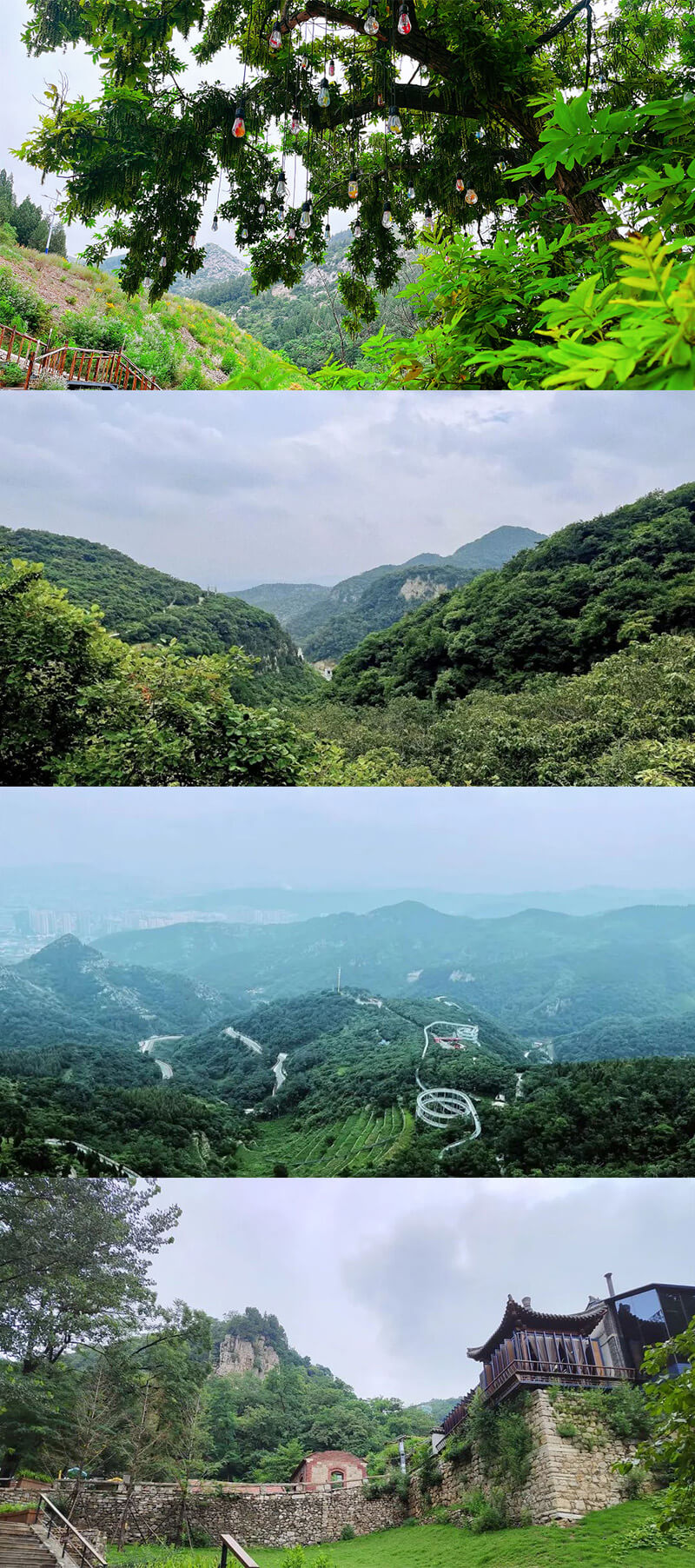 齊魯細胞 齊魯細胞