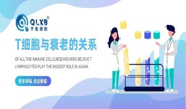 T細胞與衰老的關系 T細胞與衰老的關系