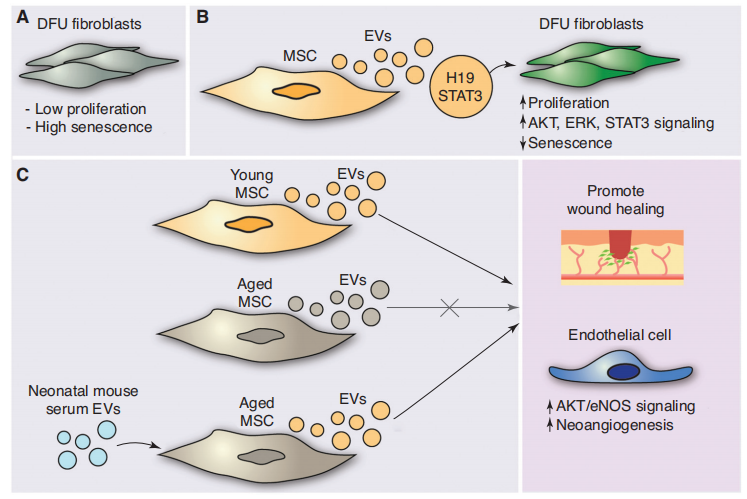儲存細胞 儲存細胞