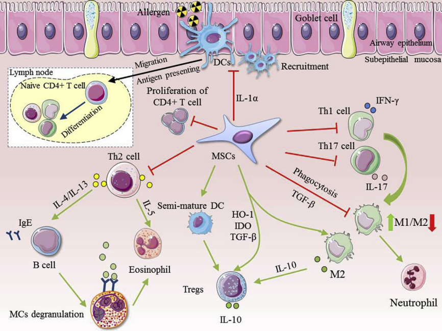 間充質干細胞 間充質干細胞
