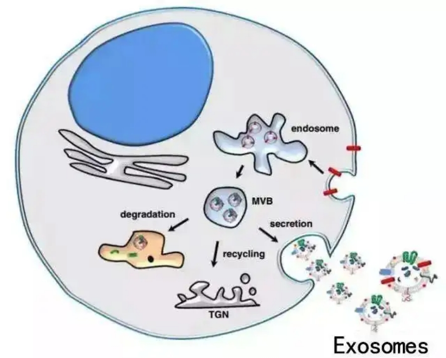 免疫細胞存儲 免疫細胞存儲
