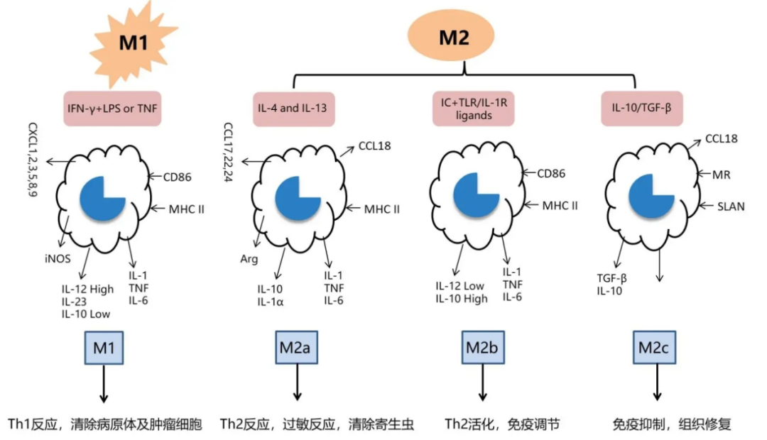 免疫細胞存儲 免疫細胞存儲