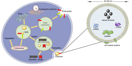細(xì)胞儲(chǔ)存 細(xì)胞儲(chǔ)存