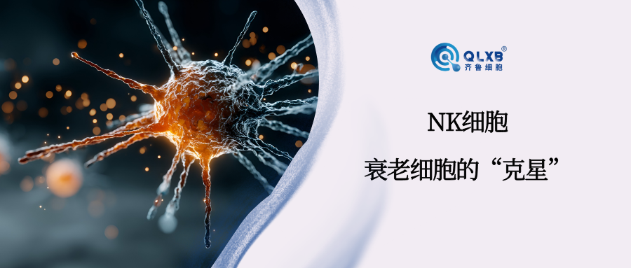 免疫存儲 | NK細胞識別清除衰老細胞,打破機體衰老的惡性循環 免疫存儲 | NK細胞識別清除衰老細胞,打破機體衰老的惡性循環