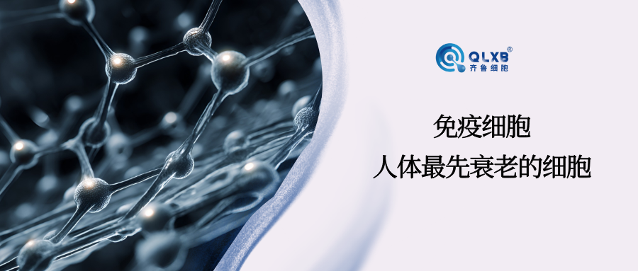 人體最先衰老的細胞是免疫細胞，免疫細胞與衰老、癌癥之間的聯(lián)系密切