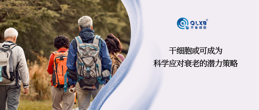 干細胞或可成為科學(xué)應(yīng)對、延緩衰老的潛力策略 干細胞或可成為科學(xué)應(yīng)對、延緩衰老的潛力策略