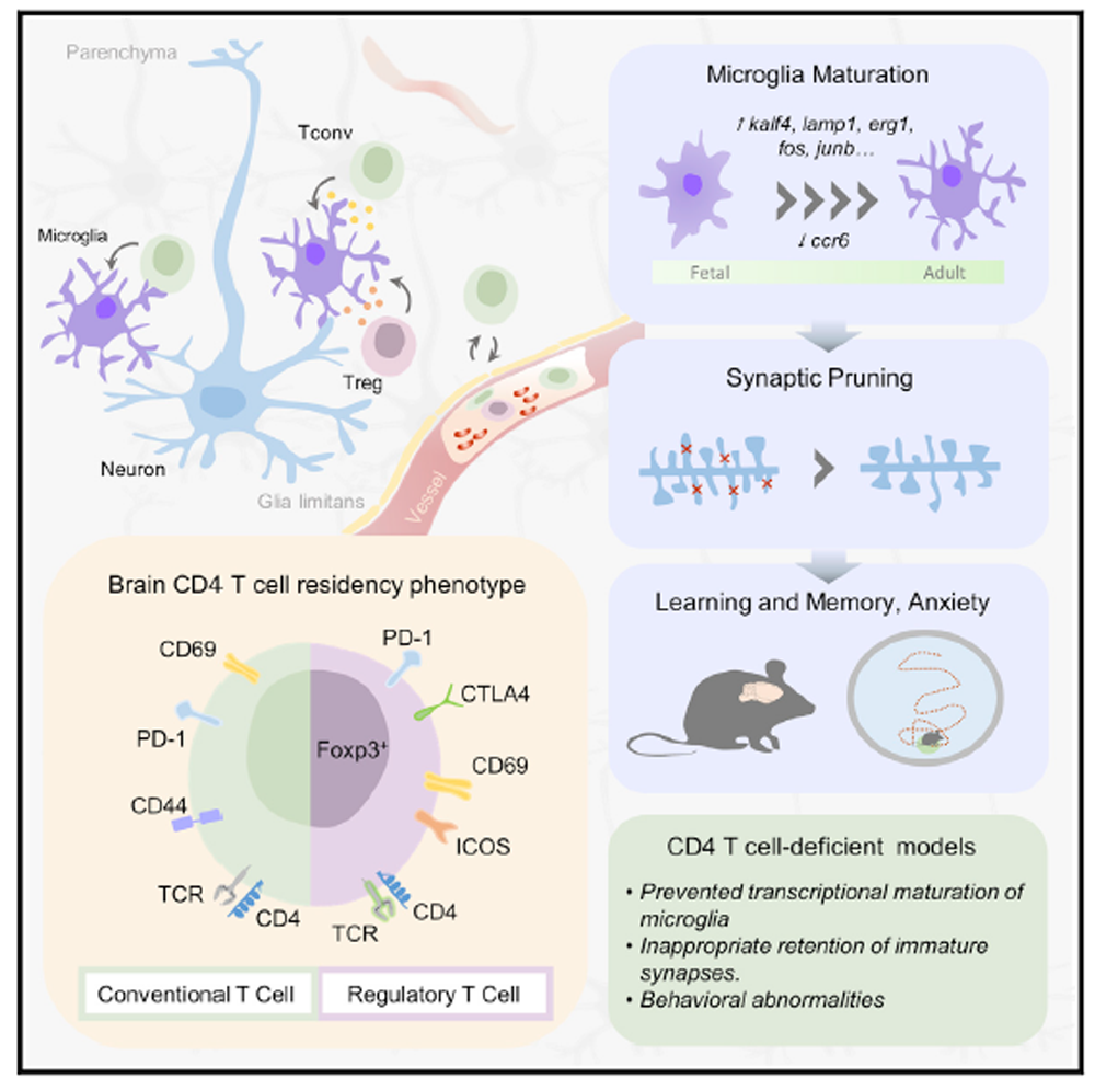免疫細(xì)胞存儲 免疫細(xì)胞存儲