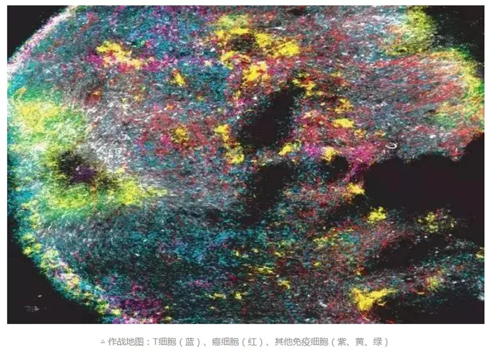 細(xì)胞存儲 細(xì)胞存儲