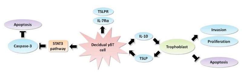 細胞存儲 細胞存儲