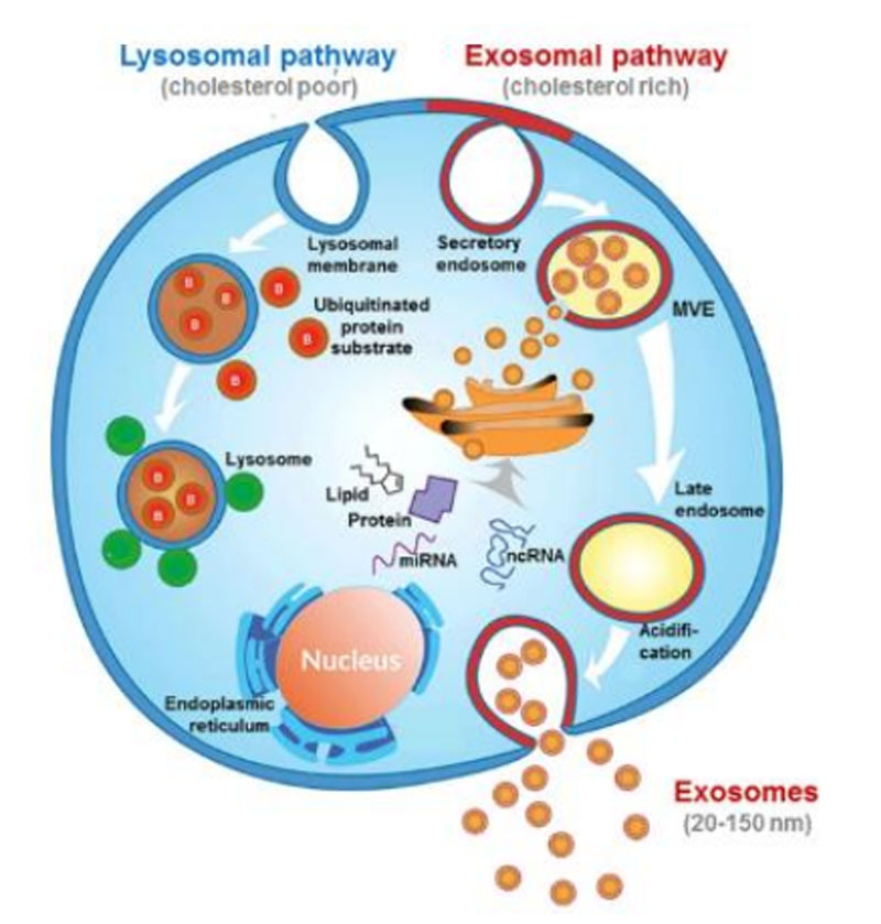 自體脂肪干細胞存儲 自體脂肪干細胞存儲