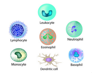 免疫細胞儲存 免疫細胞儲存