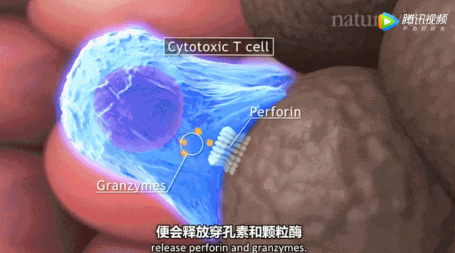 儲存細胞 儲存細胞
