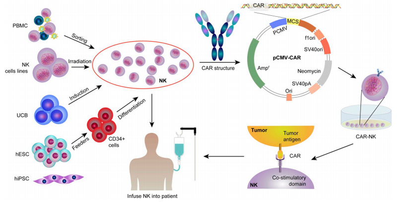 免疫細胞存儲 免疫細胞存儲