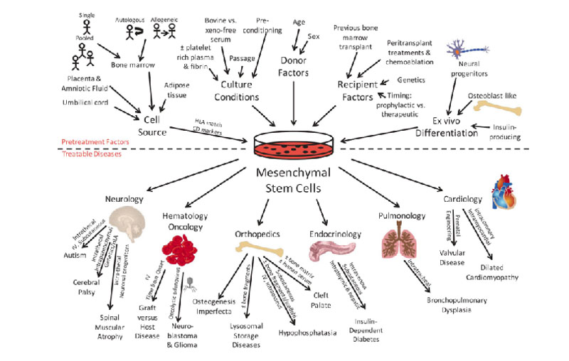 自體脂肪干細胞存儲 自體脂肪干細胞存儲