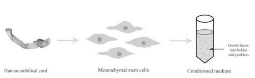 成人脂肪干細胞儲存 成人脂肪干細胞儲存