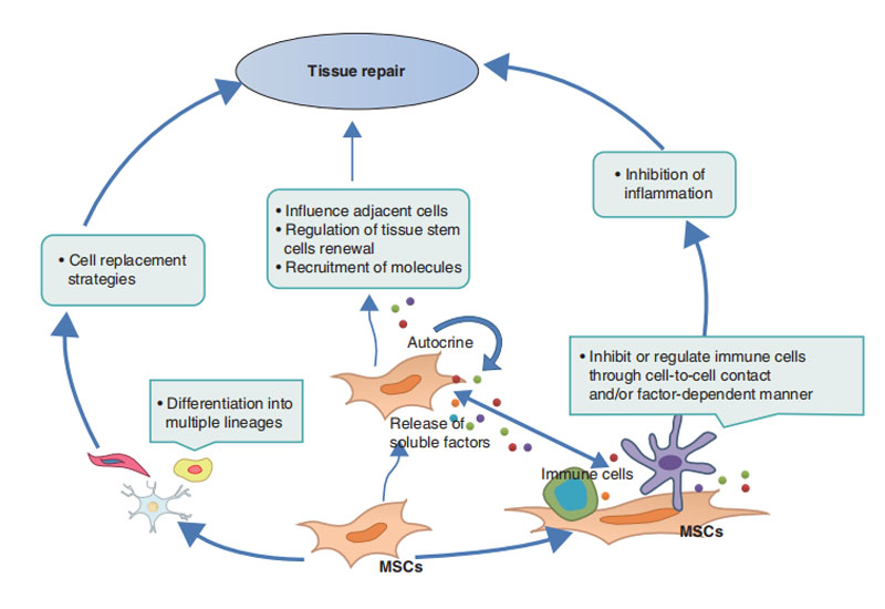干細胞儲存 干細胞儲存