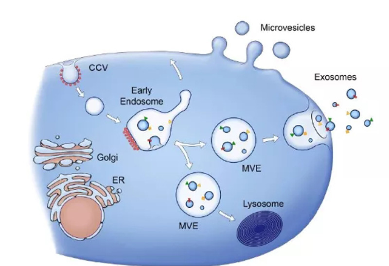 自體細(xì)胞儲(chǔ)存 自體細(xì)胞儲(chǔ)存