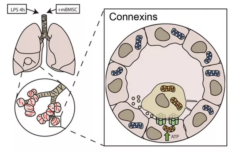 自體細(xì)胞儲(chǔ)存 自體細(xì)胞儲(chǔ)存