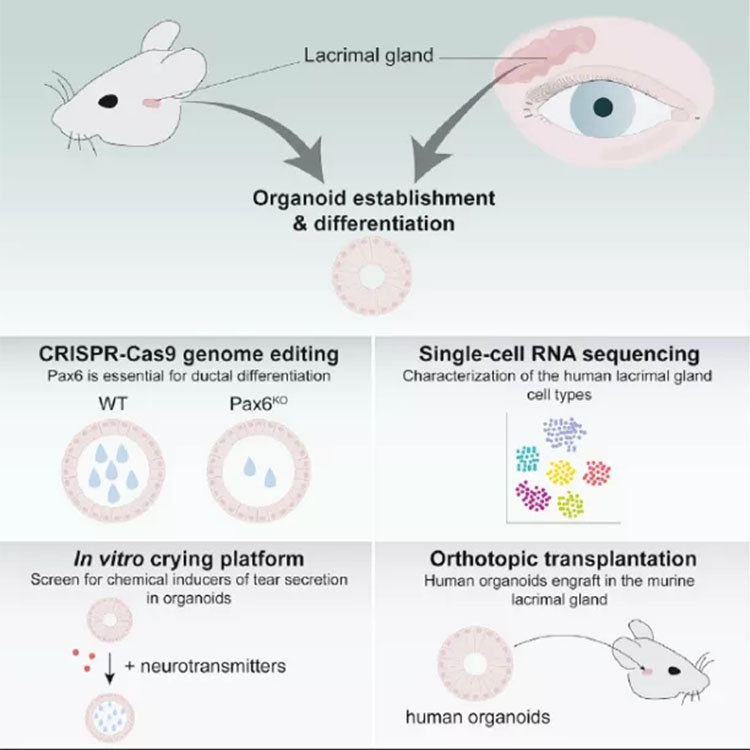 脂肪干細胞存儲