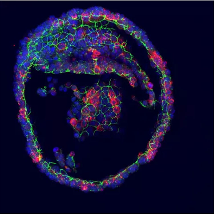 自體脂肪干細胞儲存
