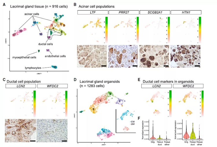 自體脂肪干細胞儲存