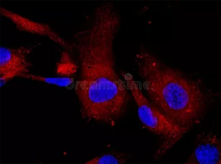 成人脂肪干細胞存儲 成人脂肪干細胞存儲
