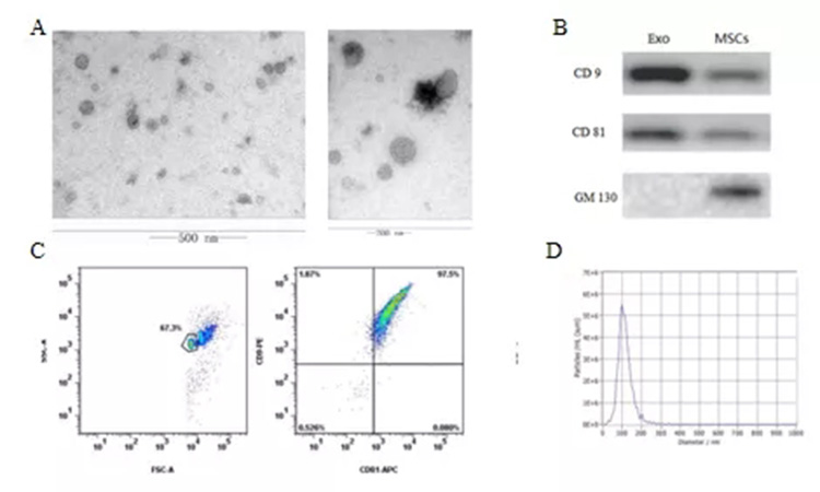 自體脂肪干細胞儲存 自體脂肪干細胞儲存