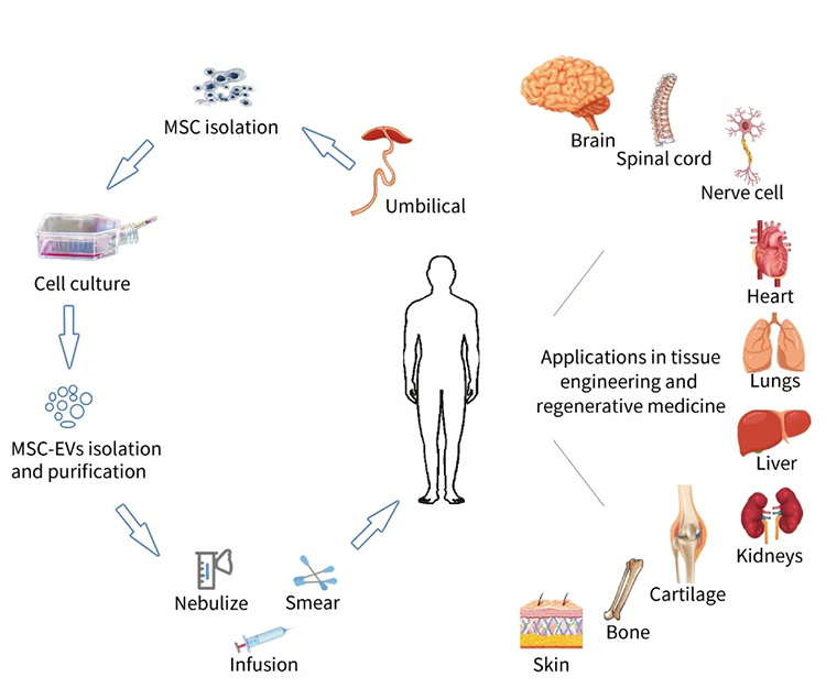 自體細胞儲存 自體細胞儲存