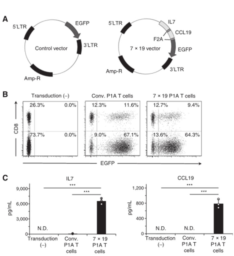 儲存免疫細胞 儲存免疫細胞