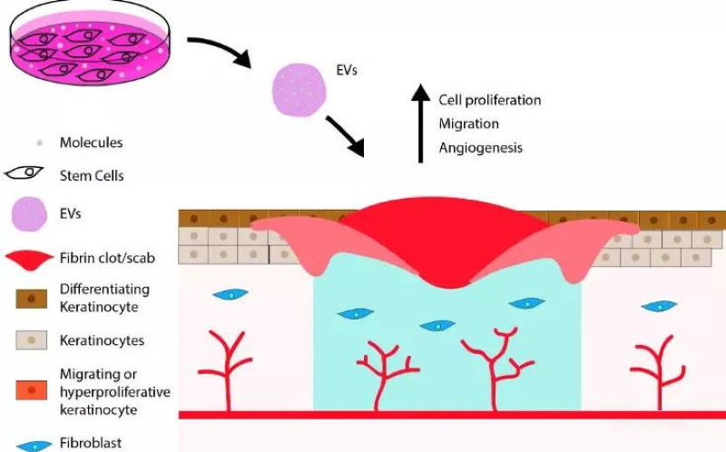 自體細胞儲存 自體細胞儲存