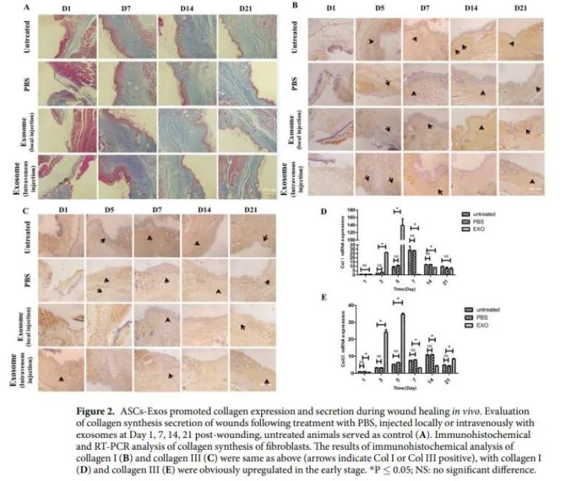 自體細胞儲存 自體細胞儲存