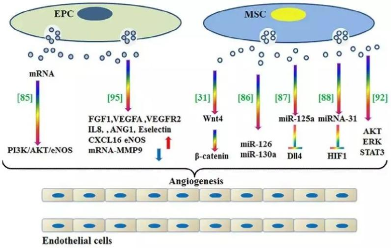 自體細胞儲存 自體細胞儲存