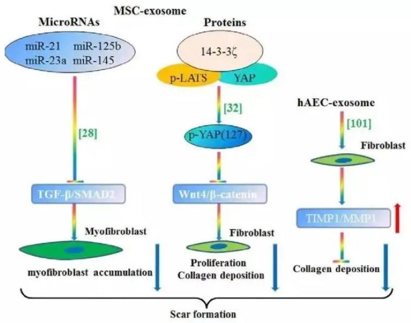 自體細胞儲存 自體細胞儲存