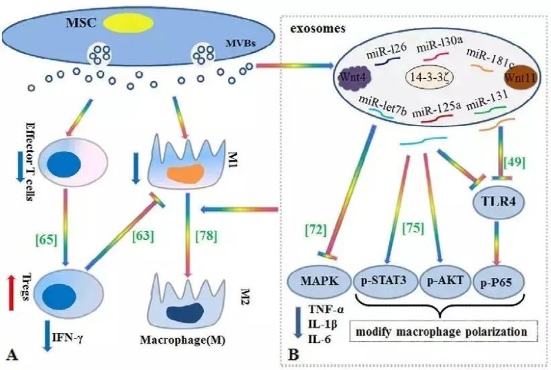 自體細胞儲存 自體細胞儲存
