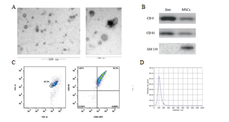 自體細胞儲存 自體細胞儲存
