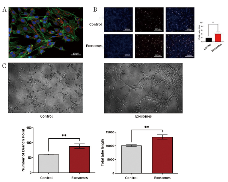 自體細胞儲存 自體細胞儲存