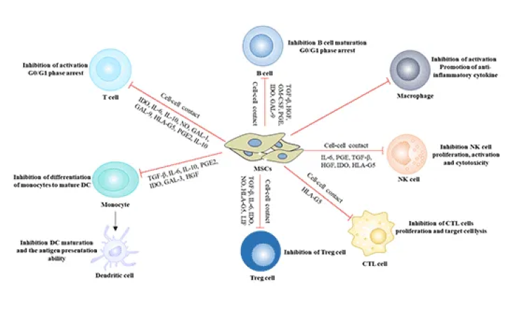 免疫細胞存儲 免疫細胞存儲