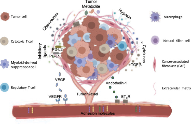 存免疫細胞 存免疫細胞