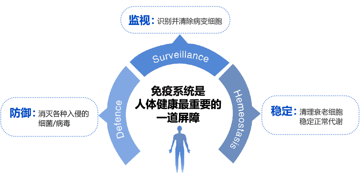 免疫細胞的作用 免疫細胞的作用