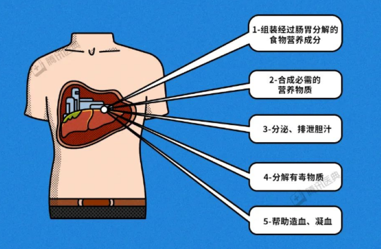 自體脂肪干細(xì)胞儲(chǔ)存 自體脂肪干細(xì)胞儲(chǔ)存