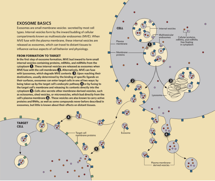 自體脂肪干細胞儲存 自體脂肪干細胞儲存