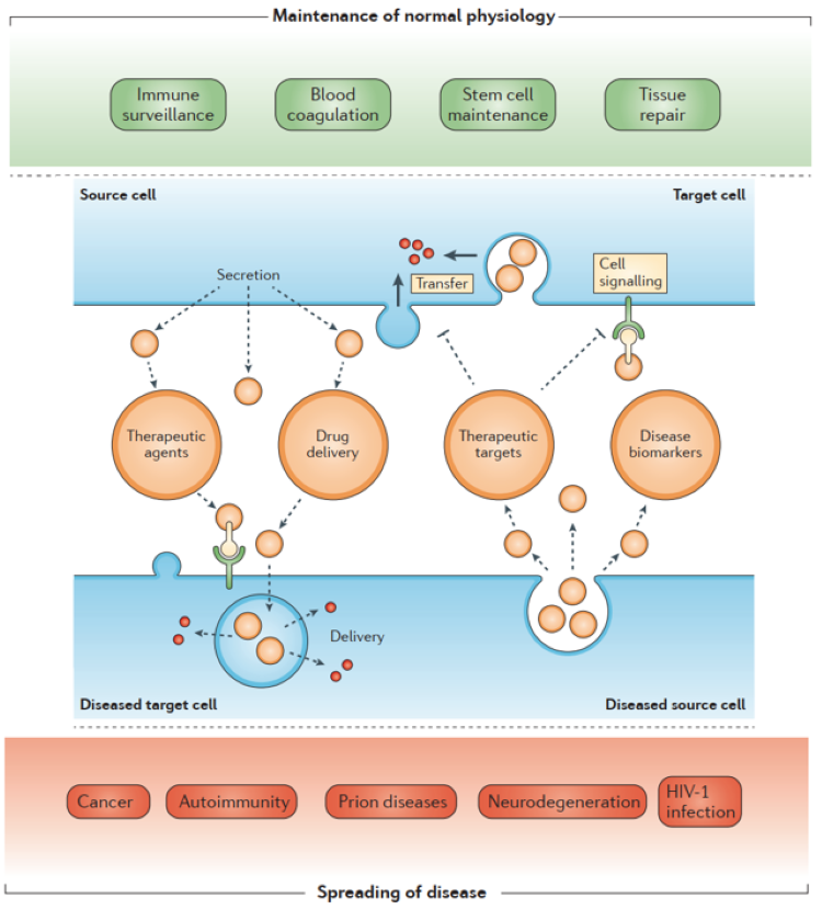 成人脂肪干細胞存儲 成人脂肪干細胞存儲