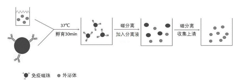 儲存細胞 儲存細胞