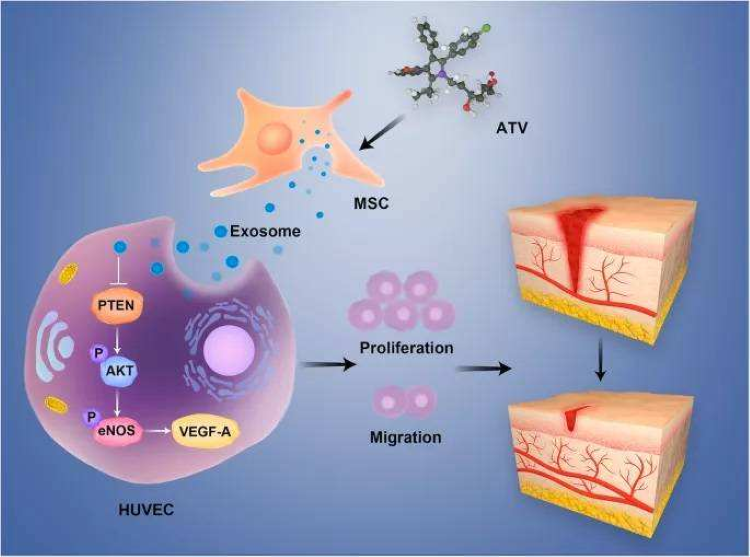 自體脂肪干細(xì)胞儲(chǔ)存 自體脂肪干細(xì)胞儲(chǔ)存
