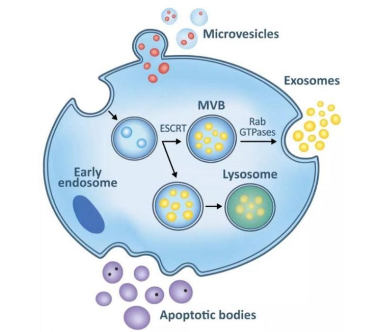 自體脂肪干細(xì)胞儲(chǔ)存 自體脂肪干細(xì)胞儲(chǔ)存