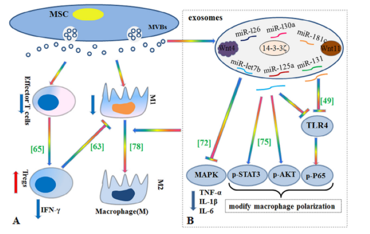 自體脂肪干細(xì)胞儲(chǔ)存 自體脂肪干細(xì)胞儲(chǔ)存