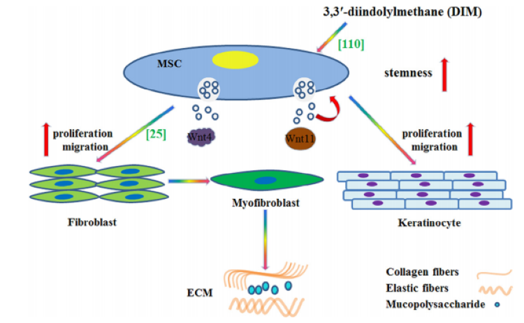 自體脂肪干細(xì)胞儲(chǔ)存 自體脂肪干細(xì)胞儲(chǔ)存
